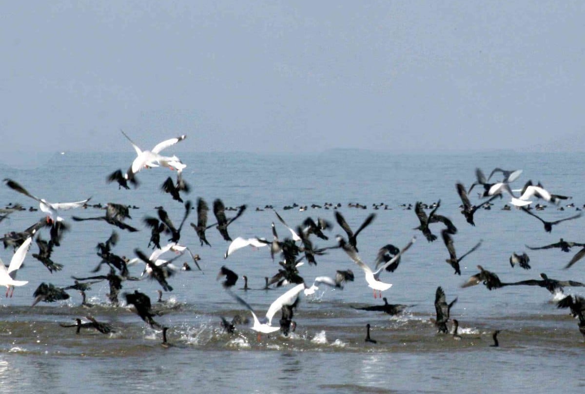 Four Thousand migratory Birds in Pong Dam Wetland Kangra Himachal Pradesh