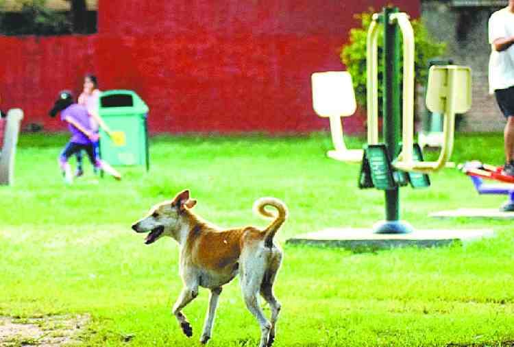 dog bites one yeard old child in chandigarh, died on fathers day
