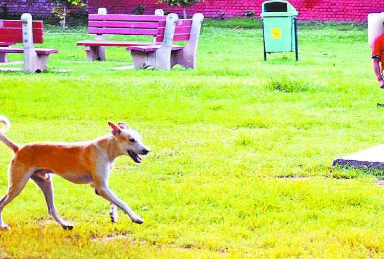 dog bites one yeard old child in chandigarh, died on fathers day