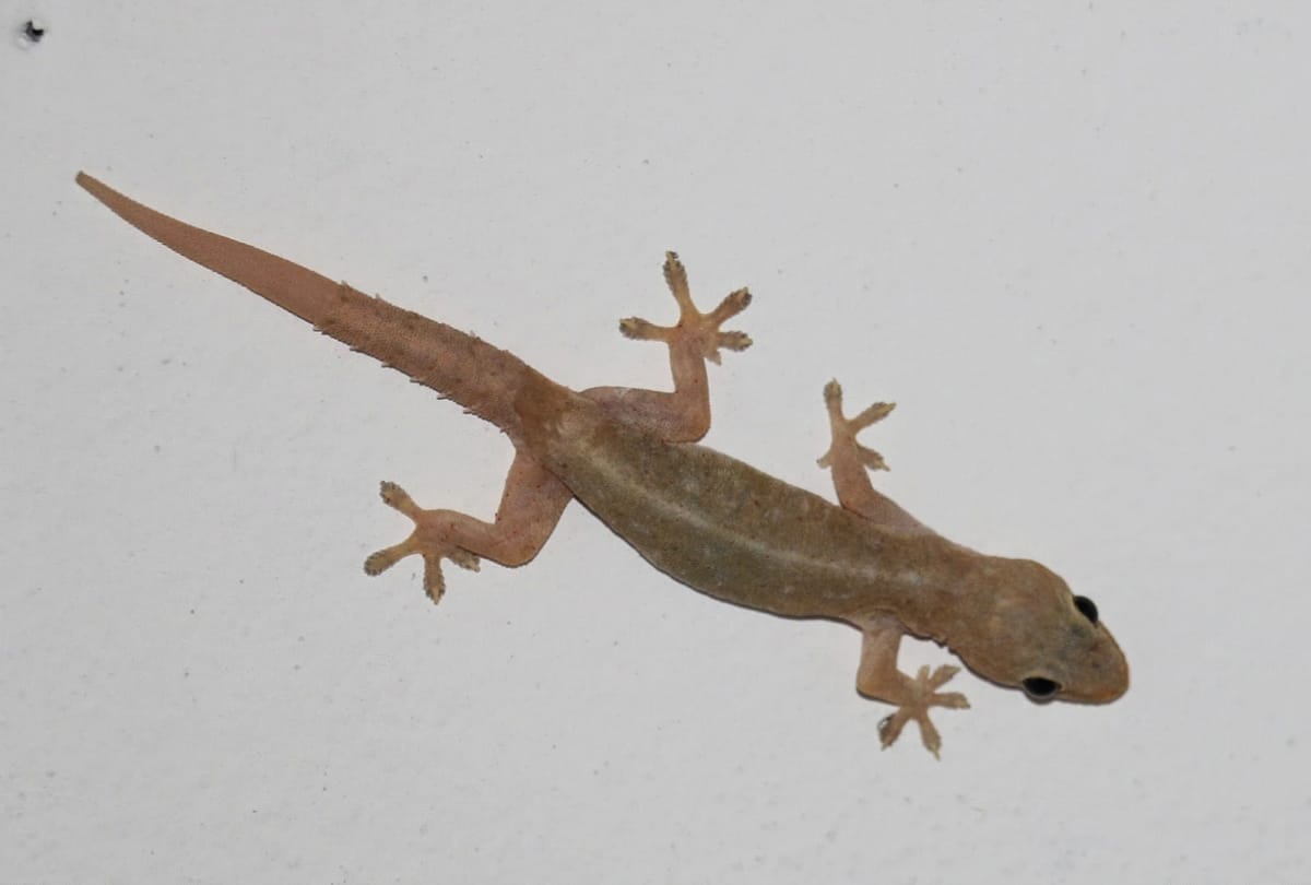 Doctor found Lizard in ear of woman in Thailand