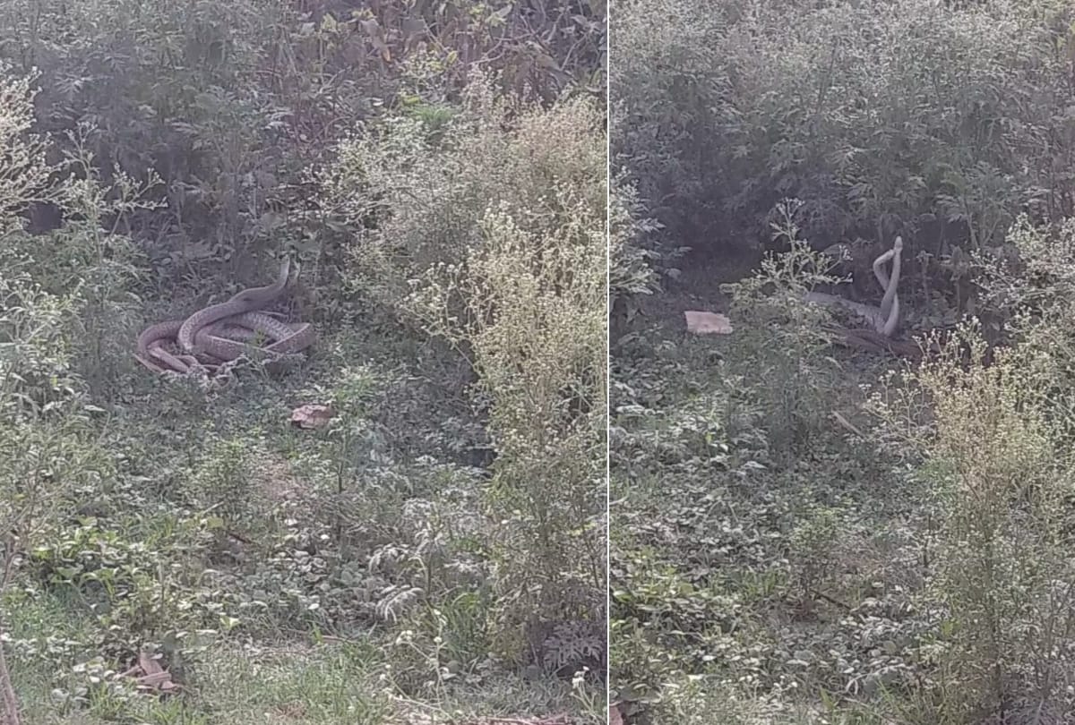 mating season of snakes started