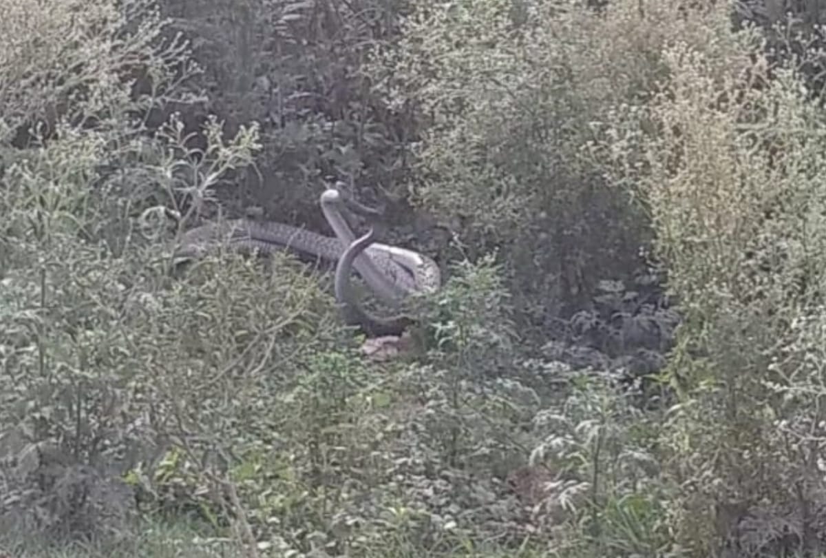 mating season of snakes started