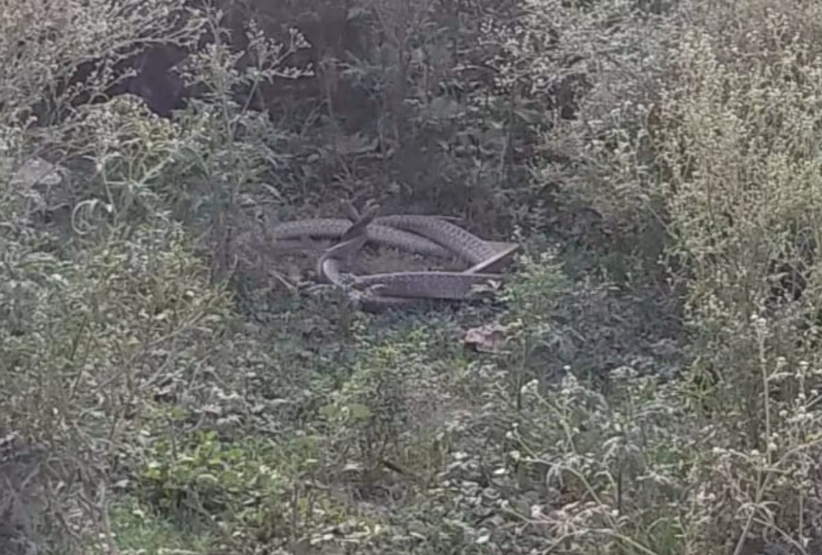 mating season of snakes started