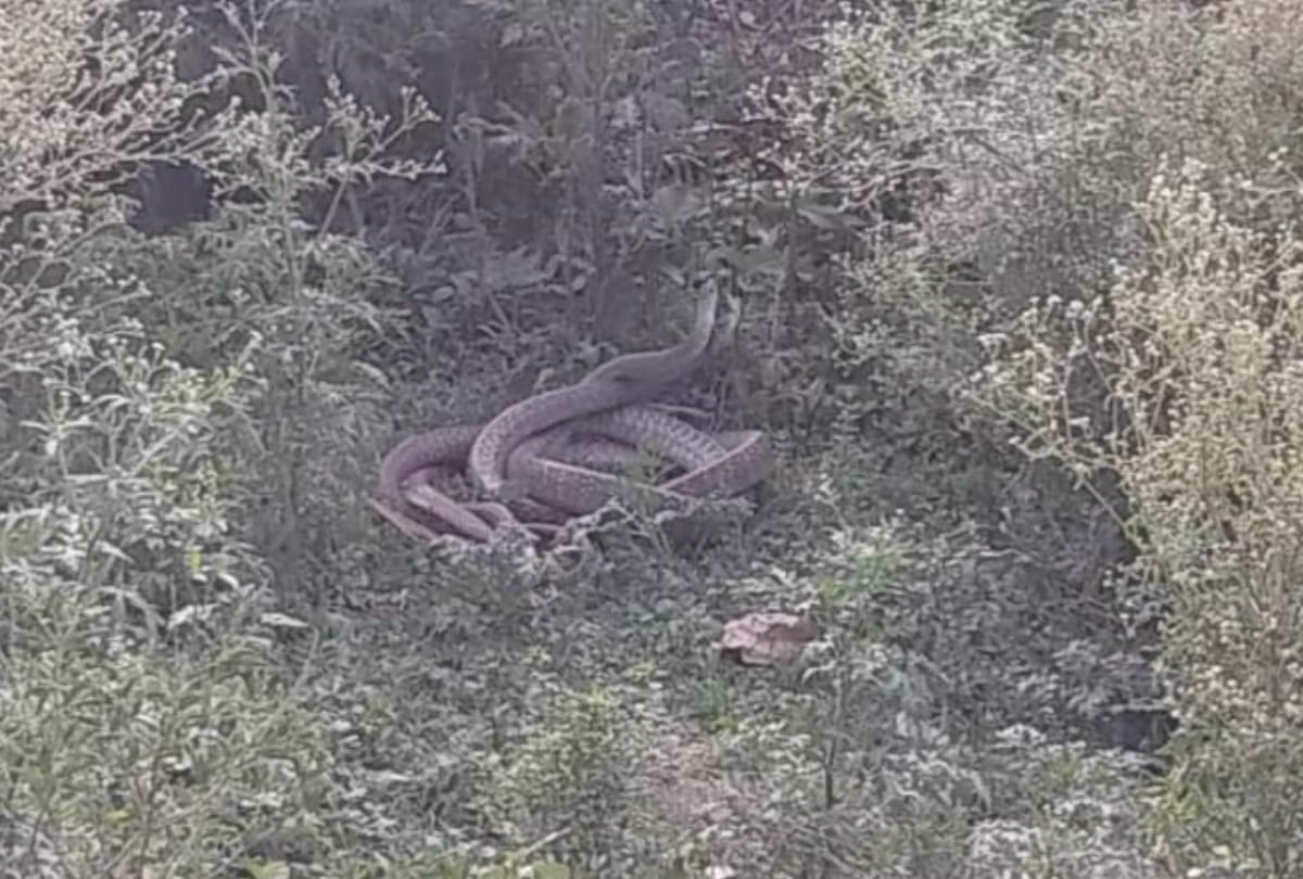 mating season of snakes started