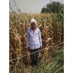 crops arer droughting due to electricity