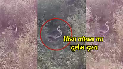  VIDEO: the contact of two king kobra in baharaich
