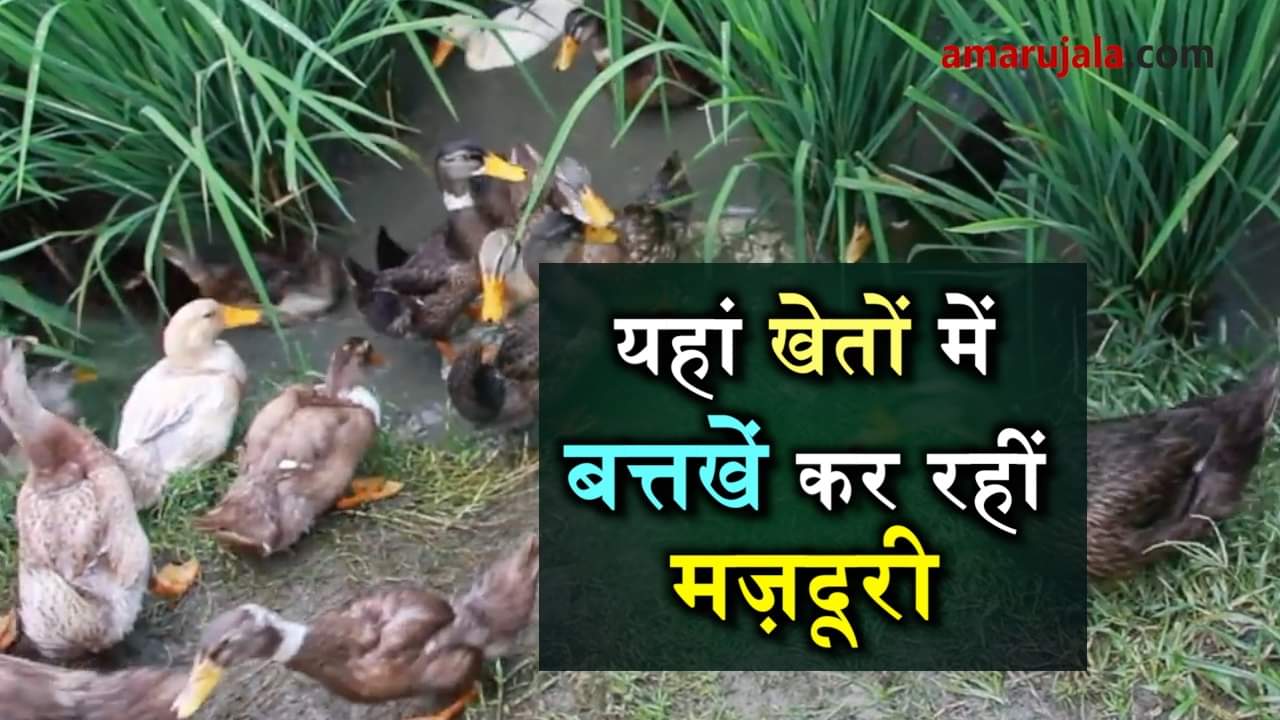 प्रतीकात्मक तस्वीर