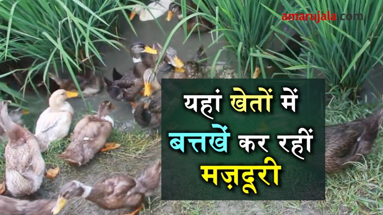 प्रतीकात्मक तस्वीर
