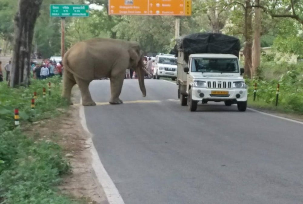wild elephant attack on vehicles on highway in Ramnagar