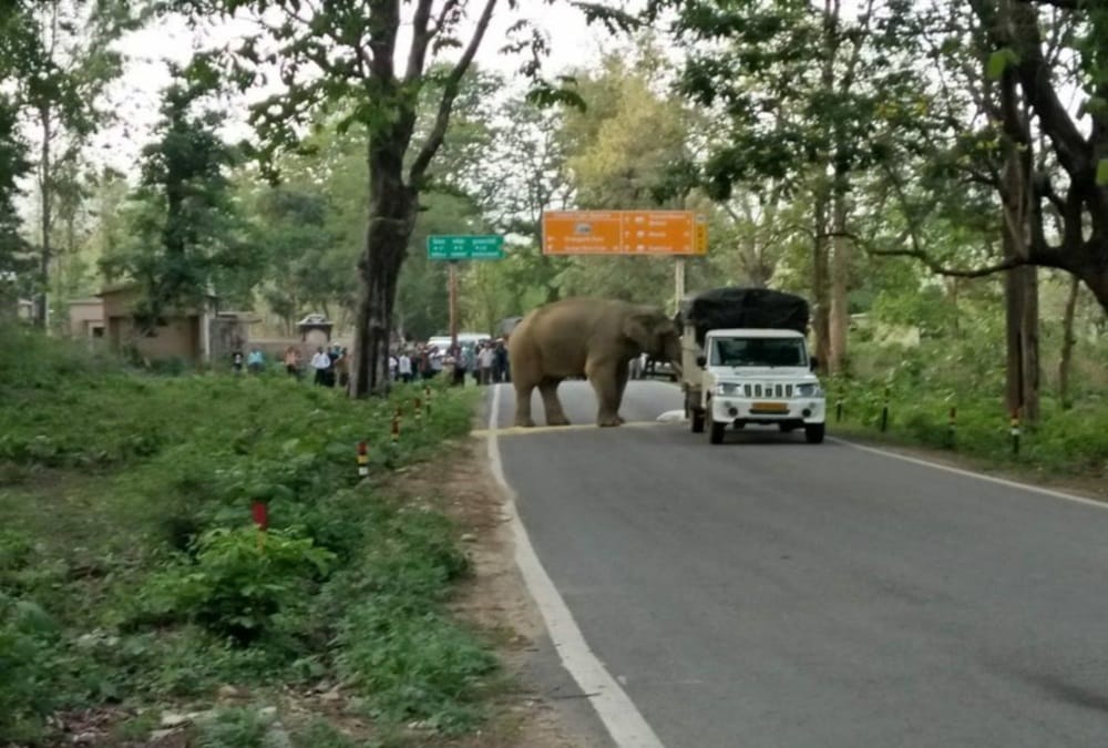 wild elephant attack on vehicles on highway in Ramnagar