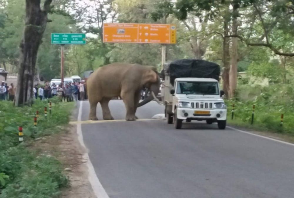 wild elephant attack on vehicles on highway in Ramnagar
