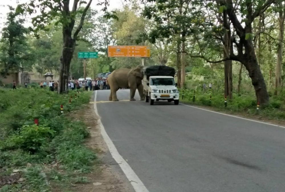 wild elephant attack on vehicles on highway in Ramnagar