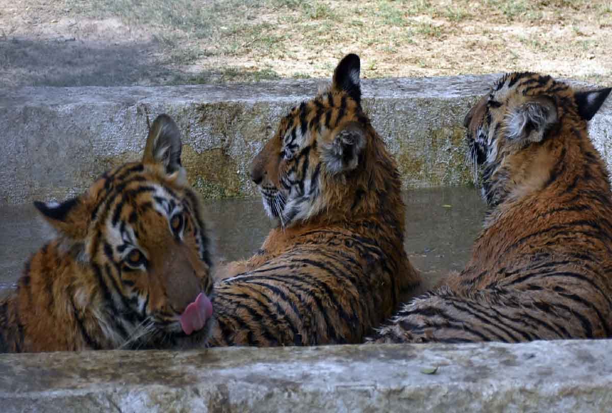 Death of tiger cub