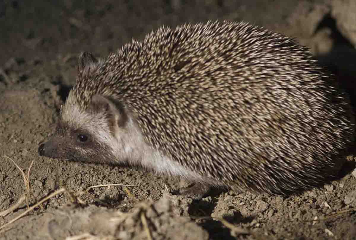 people shocked to see this amazing animal in an unclaimed bag at sarai rohilla railway station
