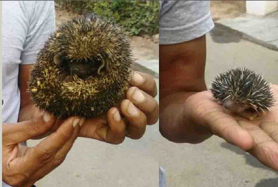 people shocked to see this amazing animal in an unclaimed bag at sarai rohilla railway station