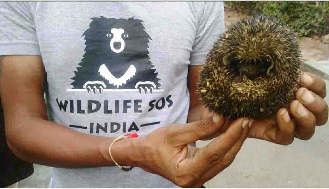 people shocked to see this amazing animal in an unclaimed bag at sarai rohilla railway station