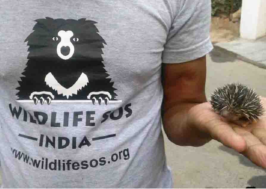people shocked to see this amazing animal in an unclaimed bag at sarai rohilla railway station