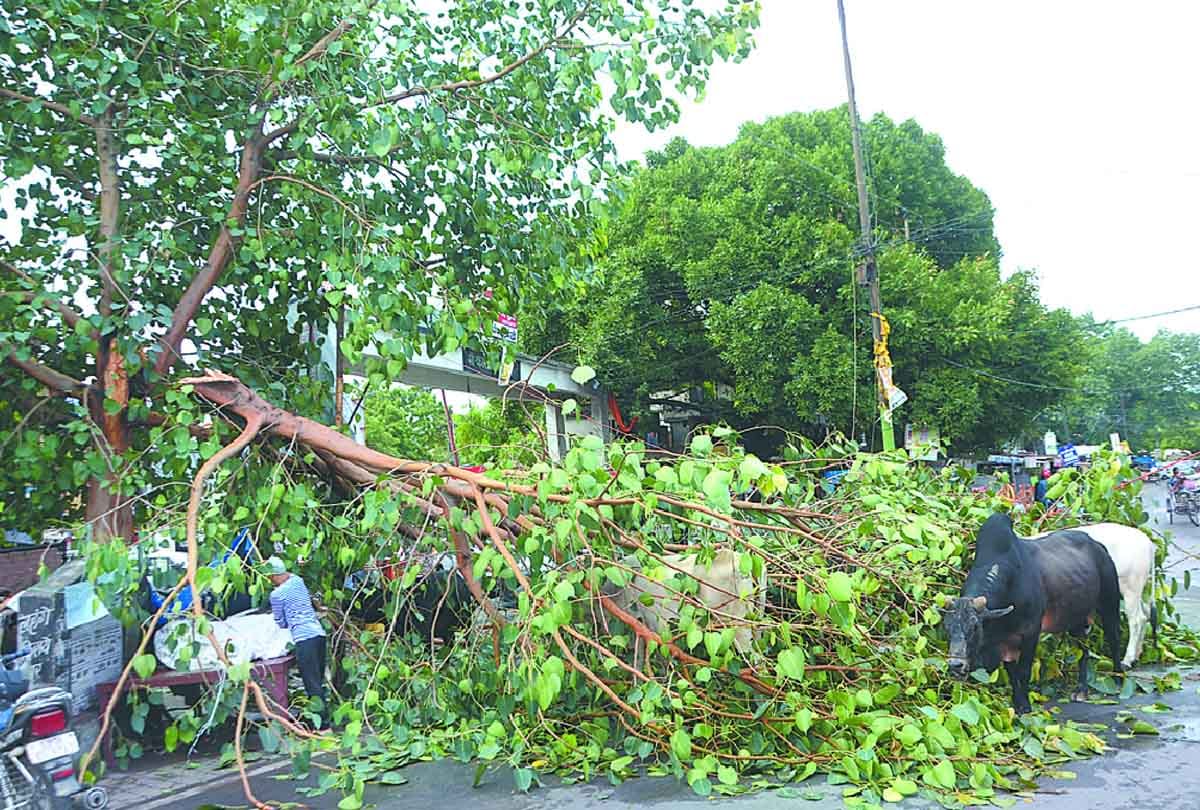 Trouble due to storm and rain in Kanpur