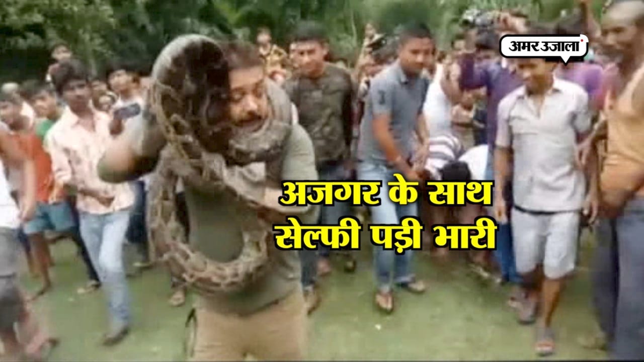 अजगर 
