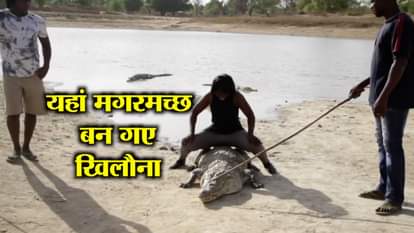 CROCODILES IN BURKINA FASO, FRIENDLY RELATION BETWEEN CROCODILES AND MAN