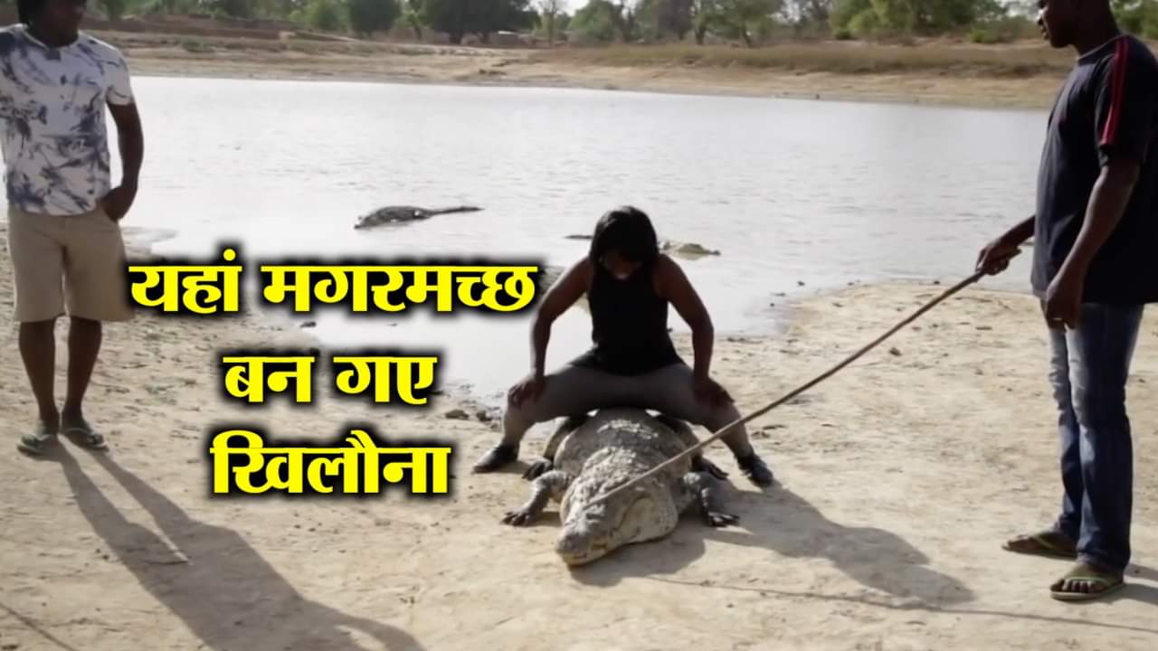 मगरमच्छ