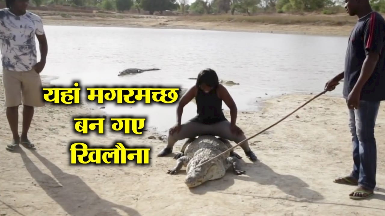 मगरमच्छ