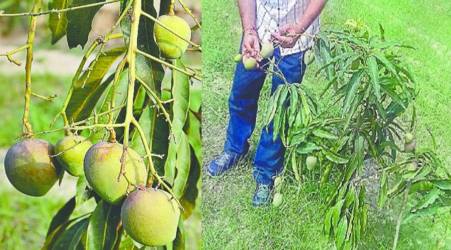 Mango fruits will get full year, know the special things of this species