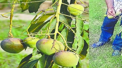 Mango fruits will get full year, know the special things of this species