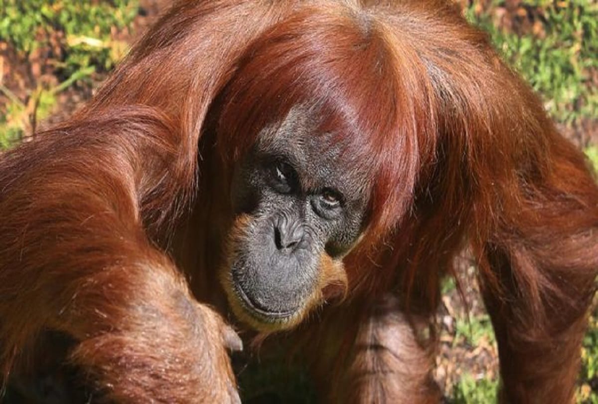 World's oldest Sumatran female Orangutan dies at age of 62 