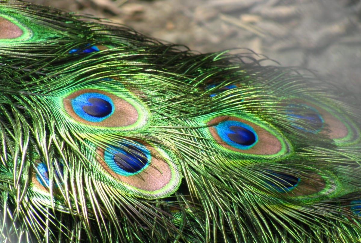 Measures of peacock feathers to bring prosperity to your home