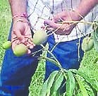 west up ke kisaan arurika