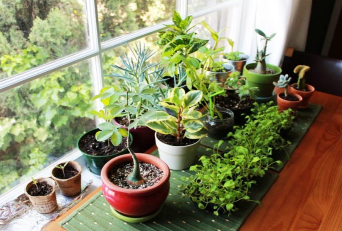 According to Vastu these plants should be planted in the house for happiness prosperity and good fortune