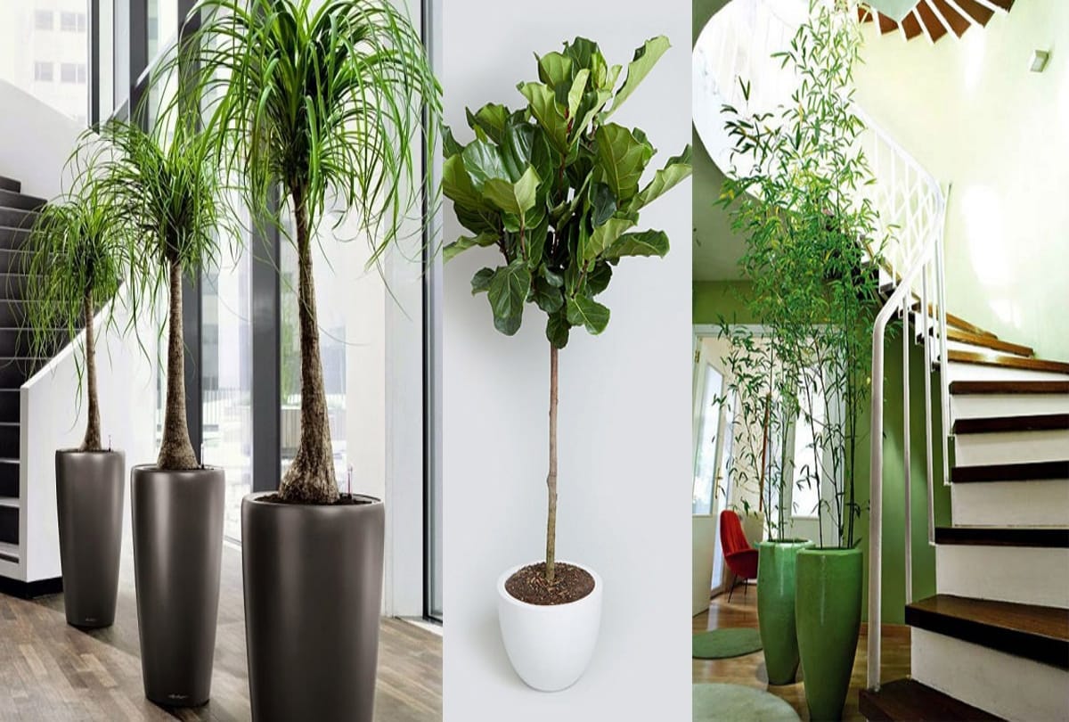 know best vastu tips for placing of plants in home