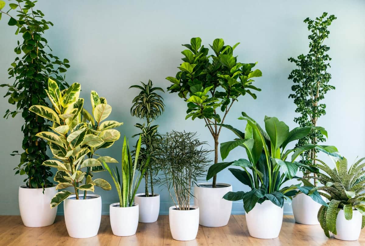 vastu tips for planting plant at home know which plants are not good for home