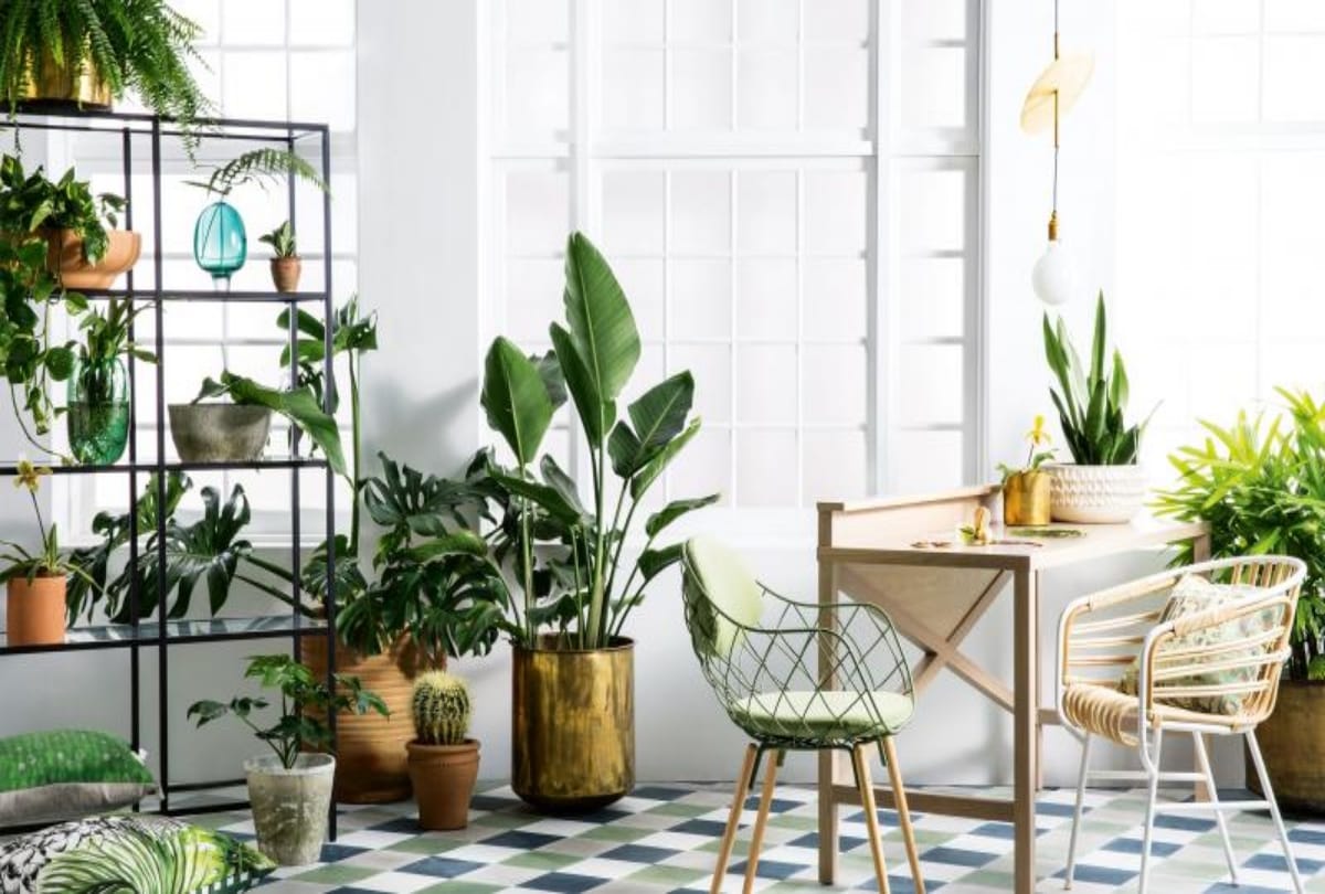 Vastu Tip for trees at home know which plant should at home according to vastu