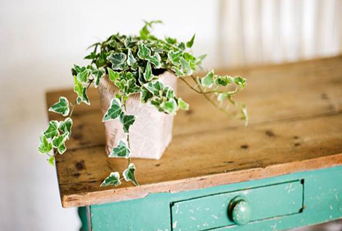 vastu tips these plants will bring happiness in your house