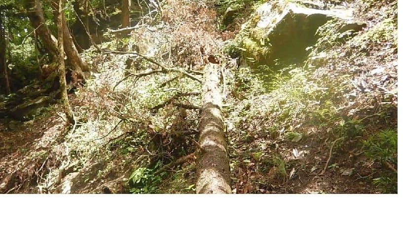 Forest Department told the raga species of cut trees