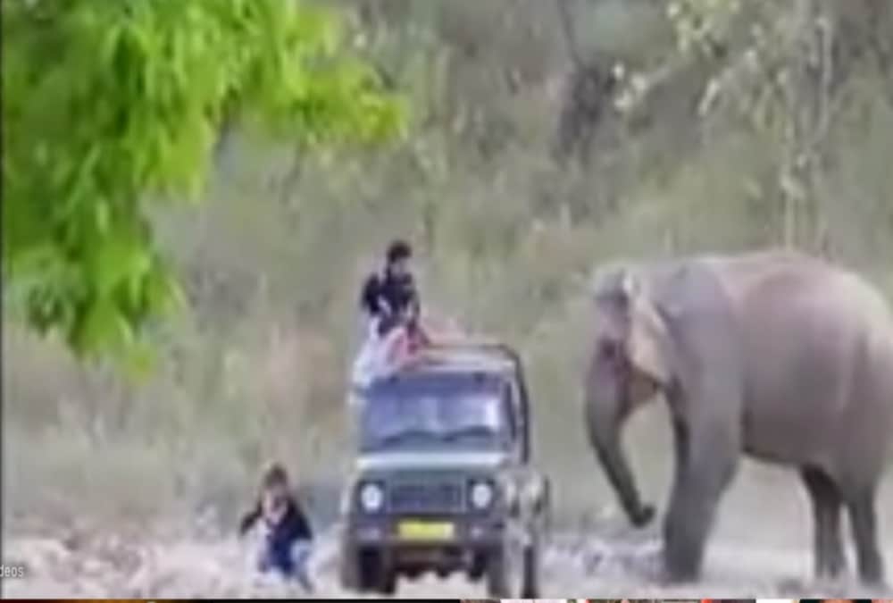 Elephant Attack on tourist jeep in corbett national park video viral