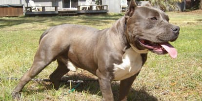 UP: Ban on purchase and breeding of 23 dreaded species of dogs, DM issued letter