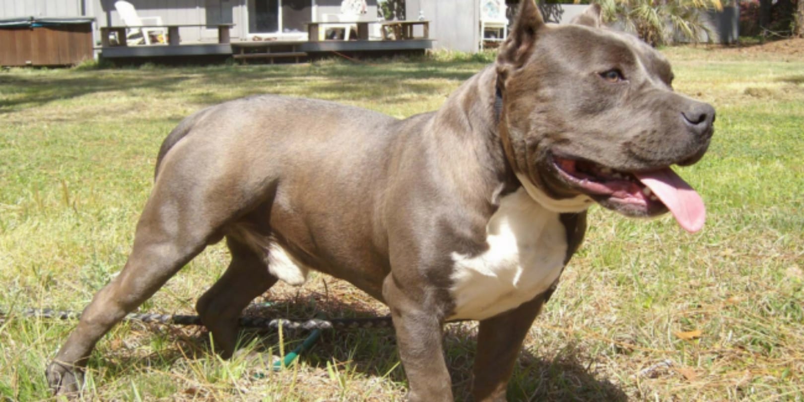Pitbull Attack After Lucknow Ropar Pitbull Attack in Gurugram