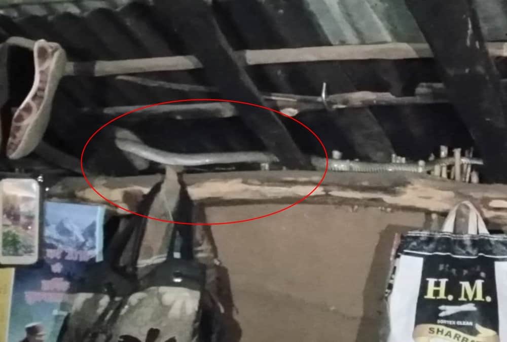 Snake found in house at midnight family in fear