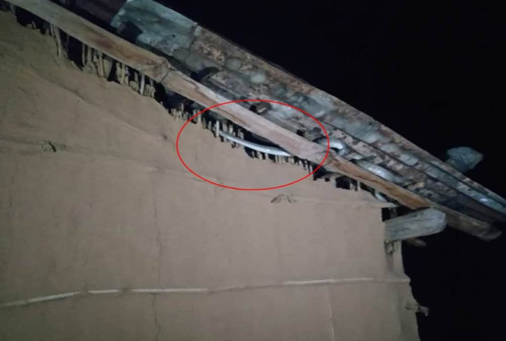Snake found in house at midnight family in fear