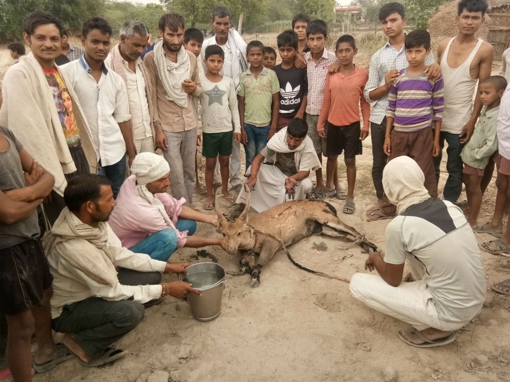 जंगल में घायल अवस्था में मिला हिरन