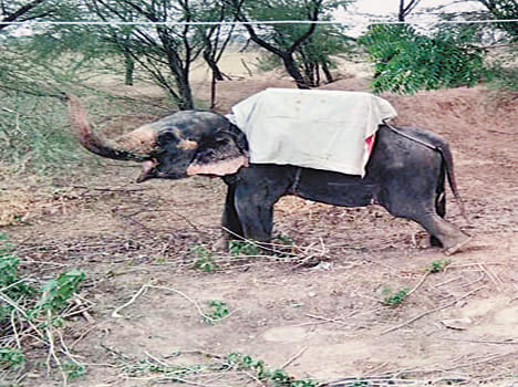 Elephant killed farmers
