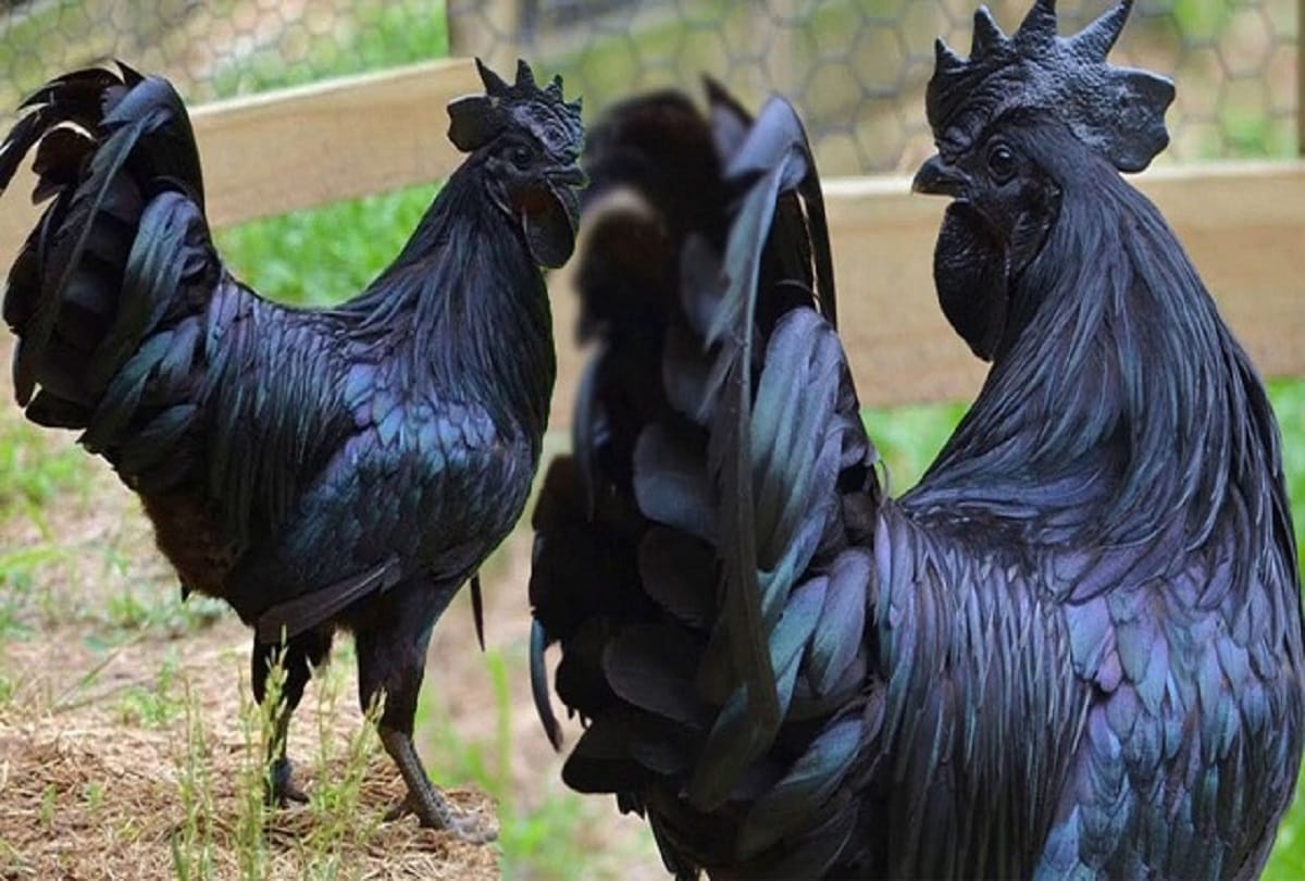 Madhya Pradesh: Bird flu kills 2500 Kadaknath meant for Mahendra Singh Dhoni’s farm