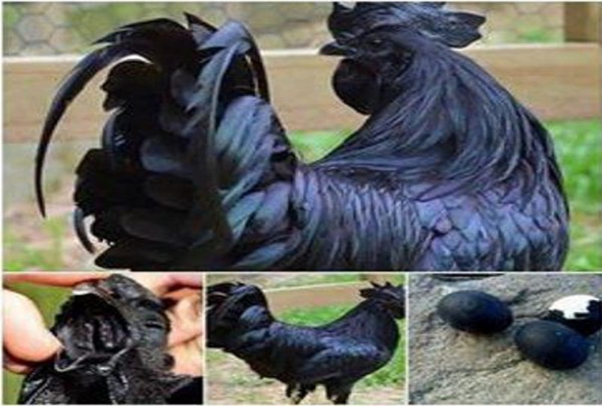 Most Expensive Chicken in the world Kadaknath 