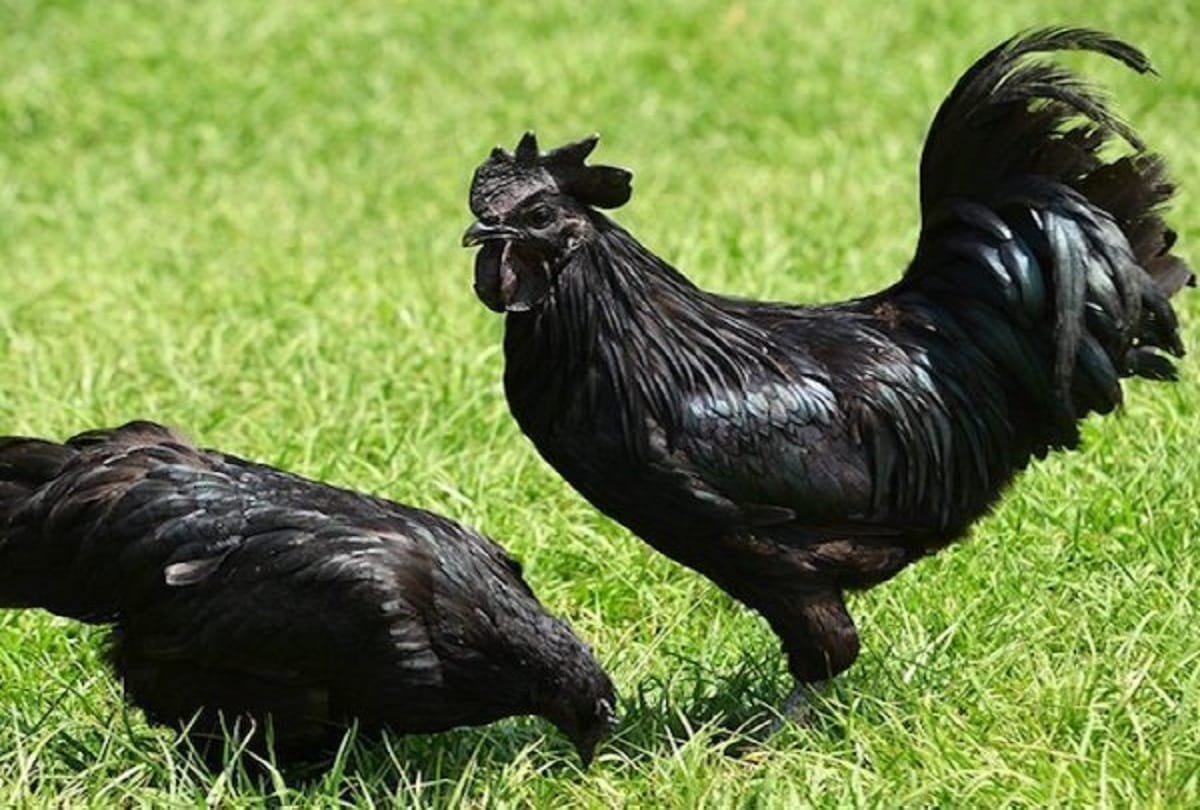 Most Expensive Chicken in the world Kadaknath 