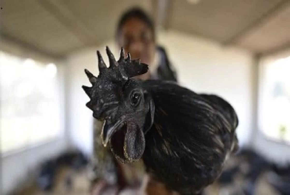 Most Expensive Chicken in the world Kadaknath 