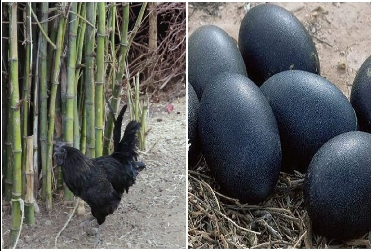 Most Expensive Chicken in the world Kadaknath 