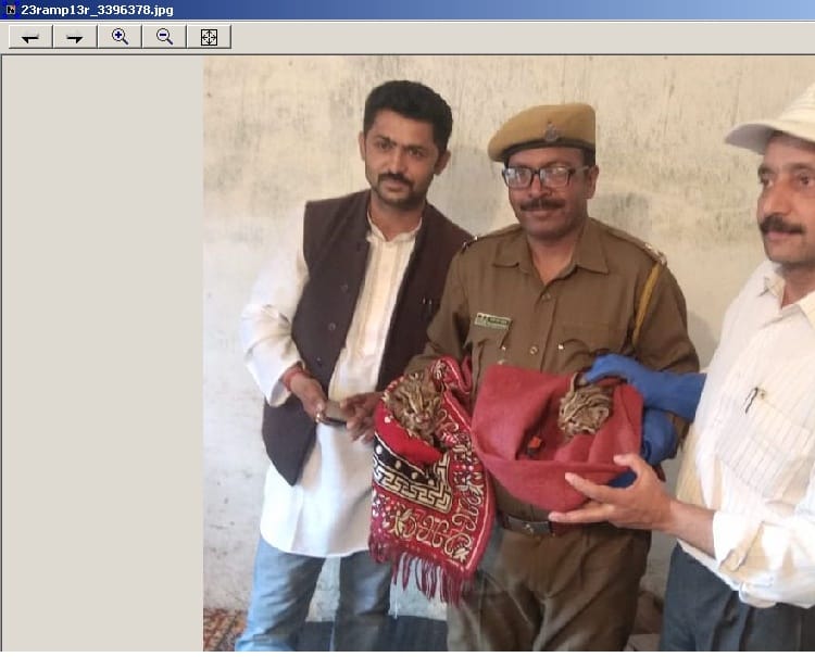 धार कंदरू में पकड़े तेंदुए के दो शावक